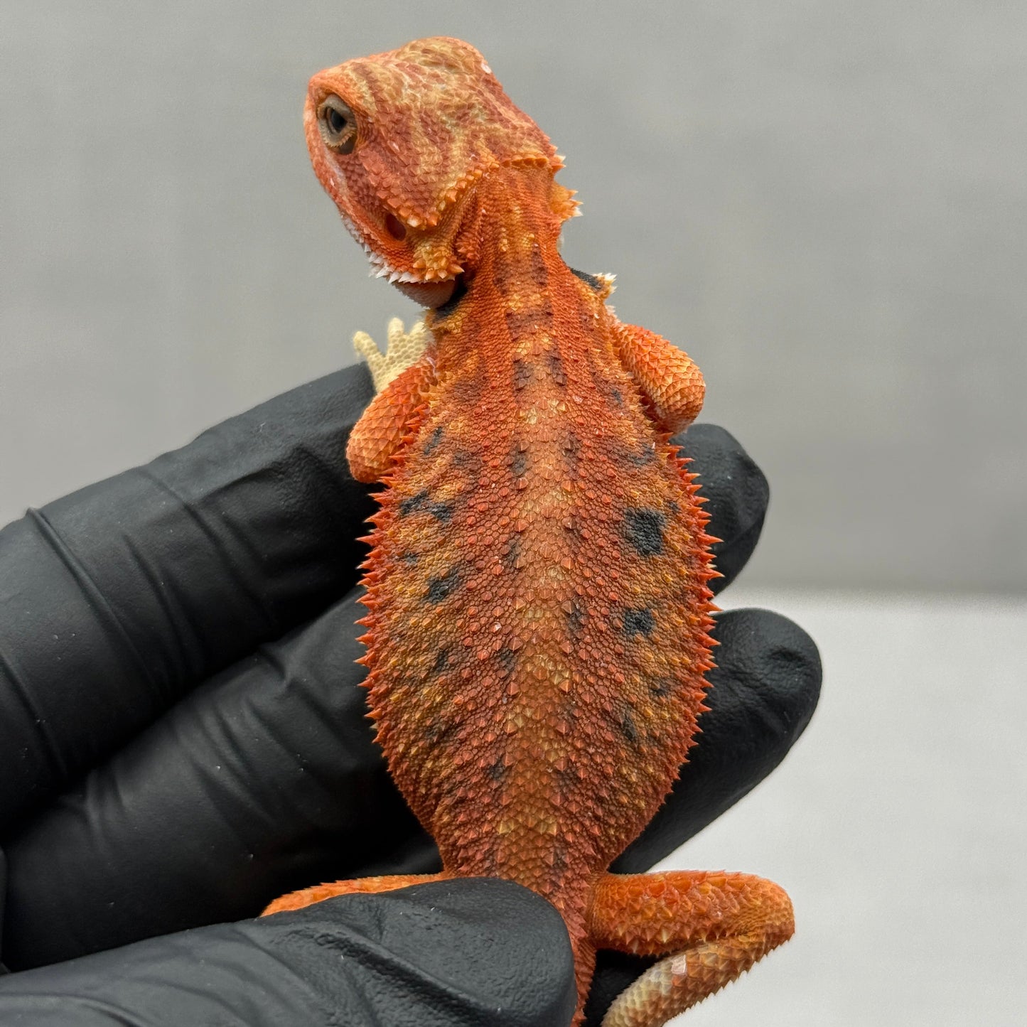 Red Hypo Trans Bearded Dragon 672