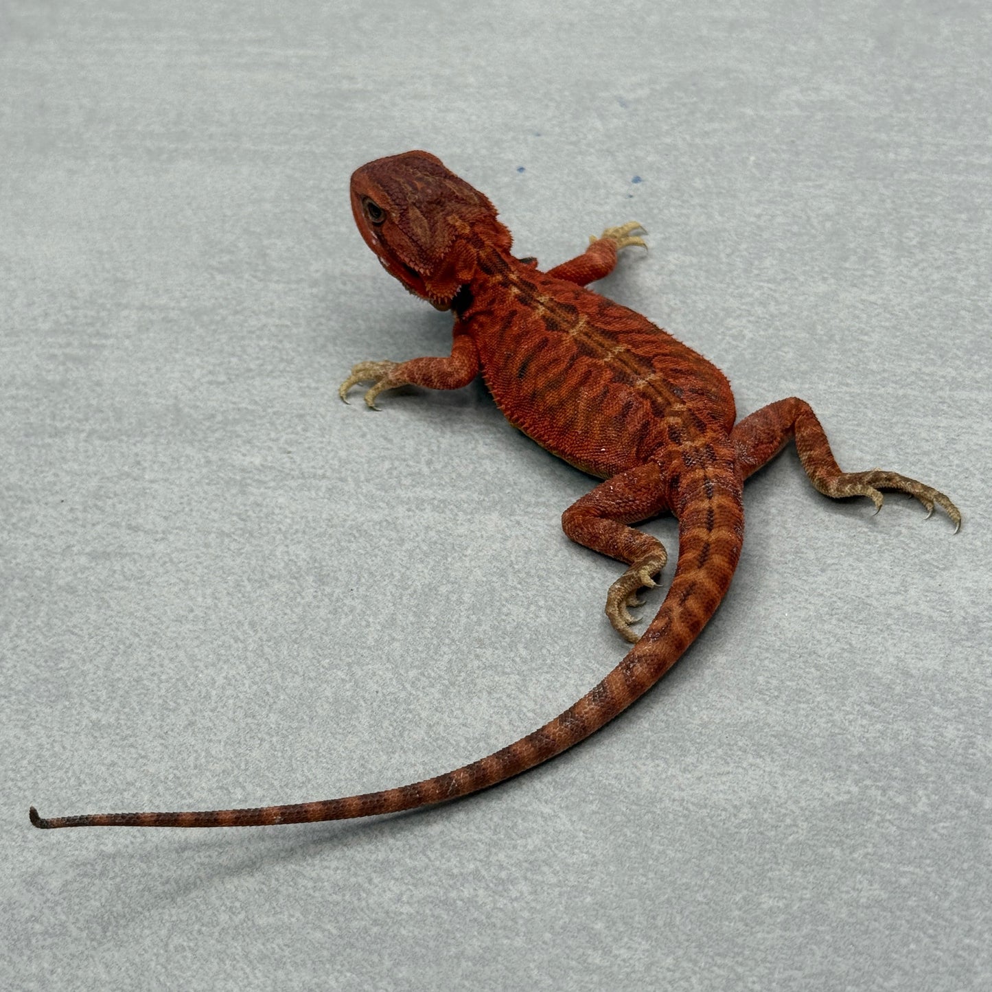 Red Hypo Leatherback Bearded Dragon 673