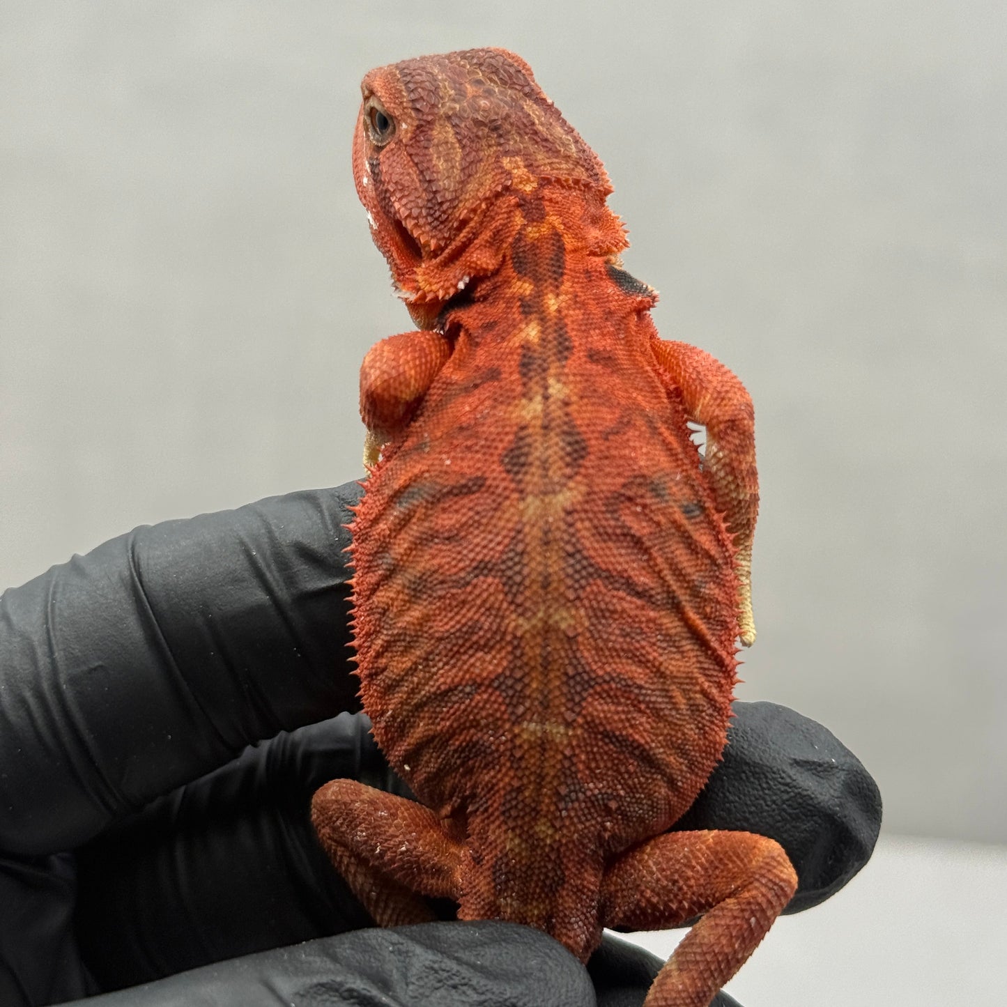Red Hypo Leatherback Bearded Dragon 673