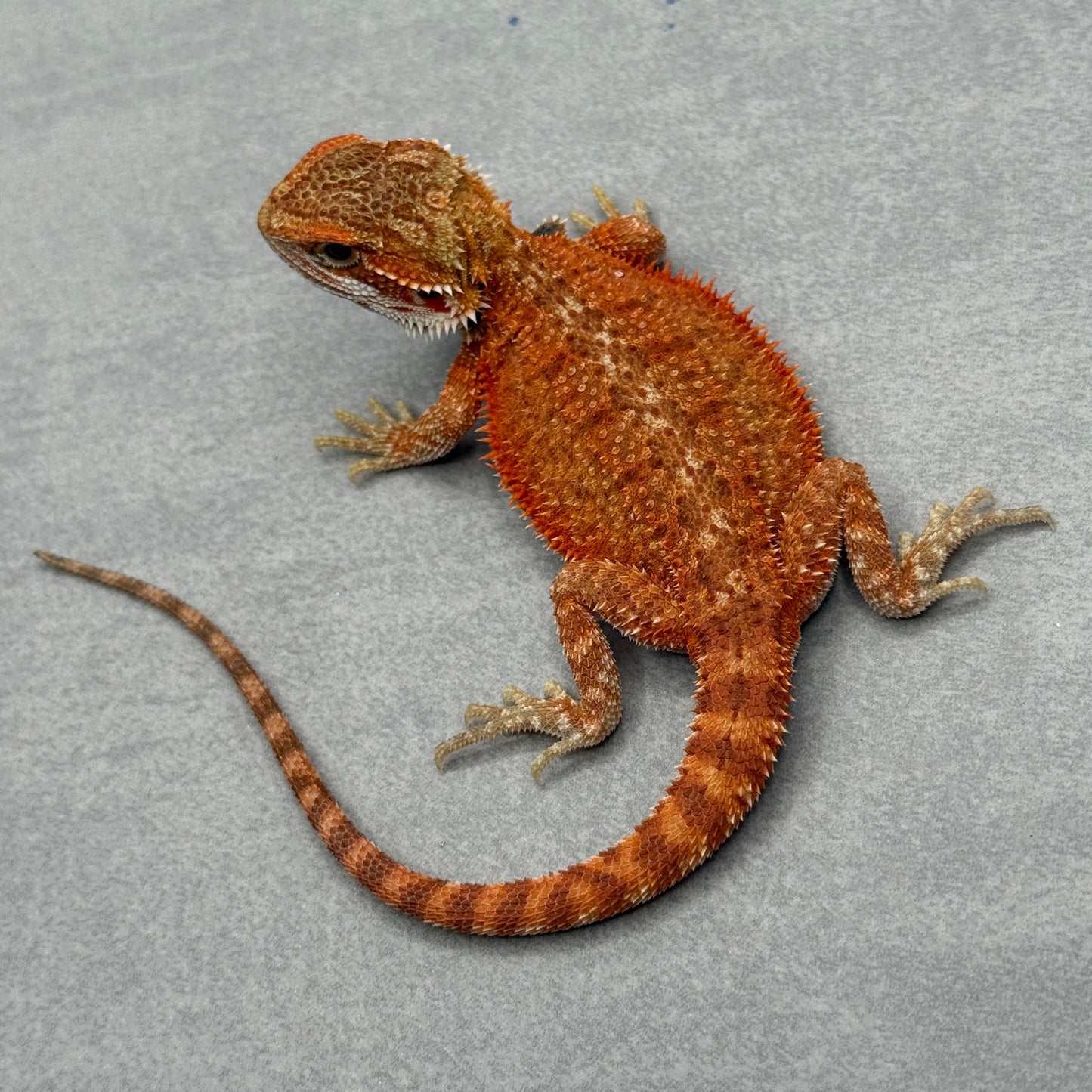Orange Hypo Bearded Dragon 674