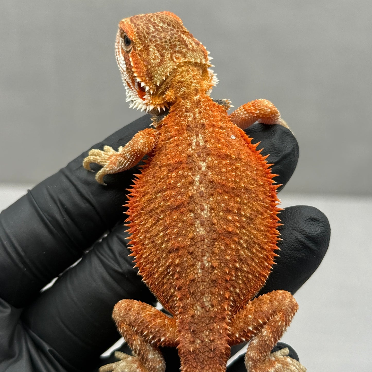 Orange Hypo Bearded Dragon 674