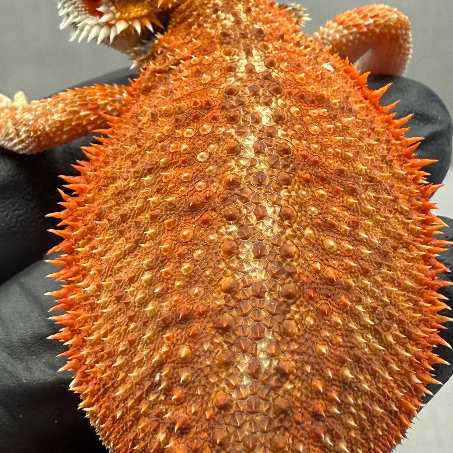 Orange Hypo Bearded Dragon 674