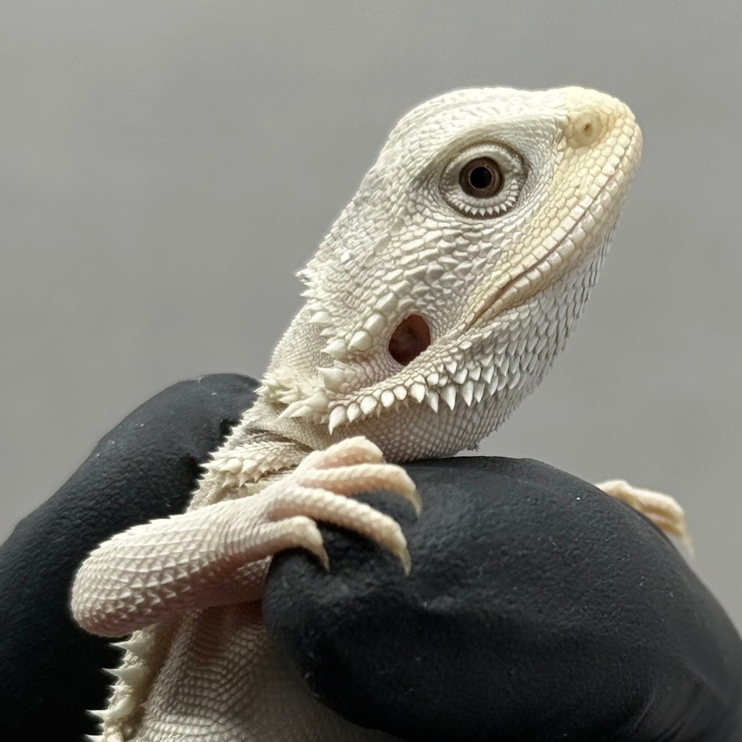 Hypo Zero Bearded Dragon 762