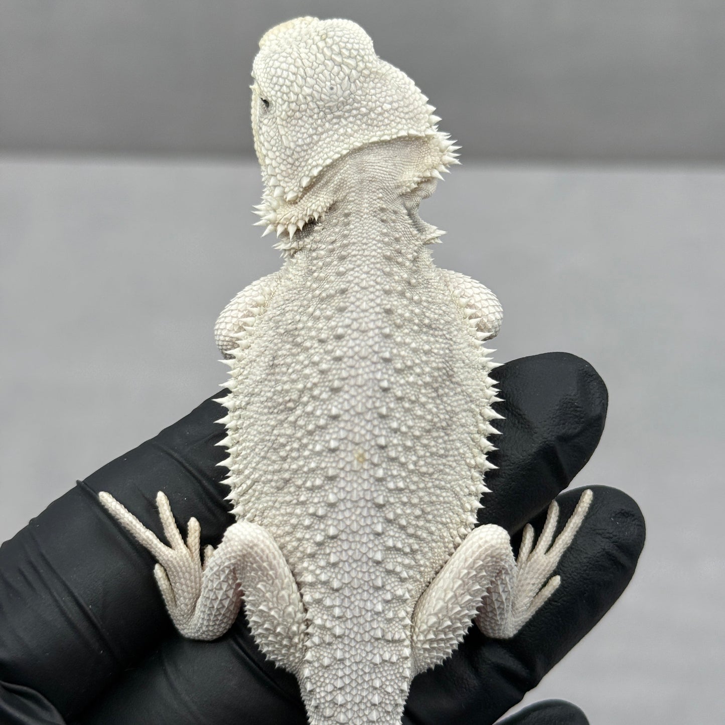Hypo Zero Bearded Dragon 762