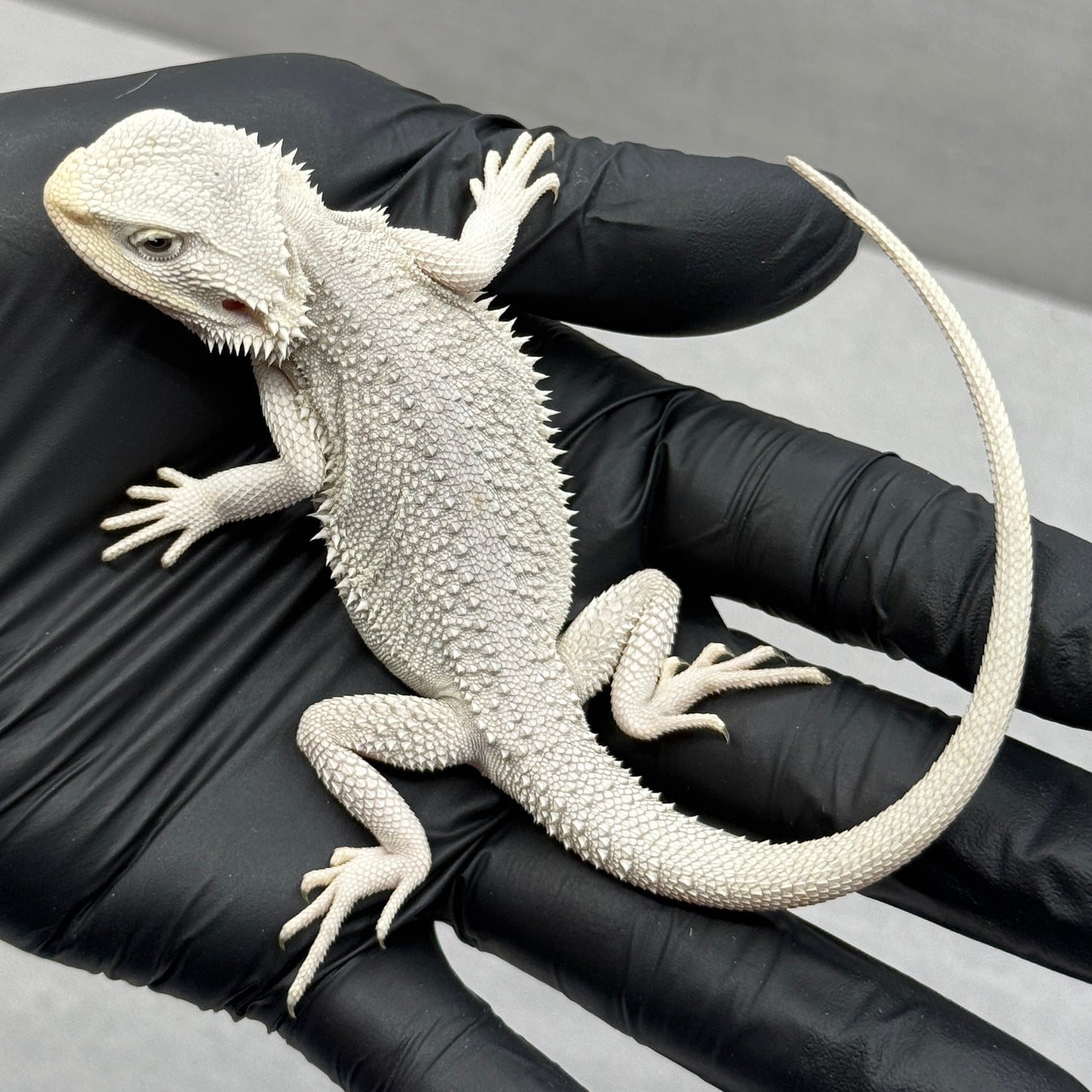 Hypo Zero Bearded Dragon 762