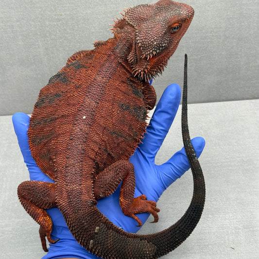 Full Red Monster Het Trans Leatherback Bearded Dragon