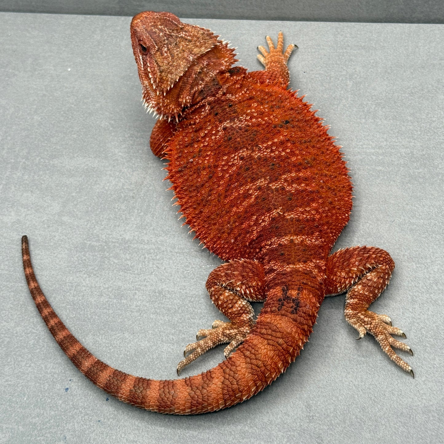 Red Het Hypo trans 1/2 Red Monster Female