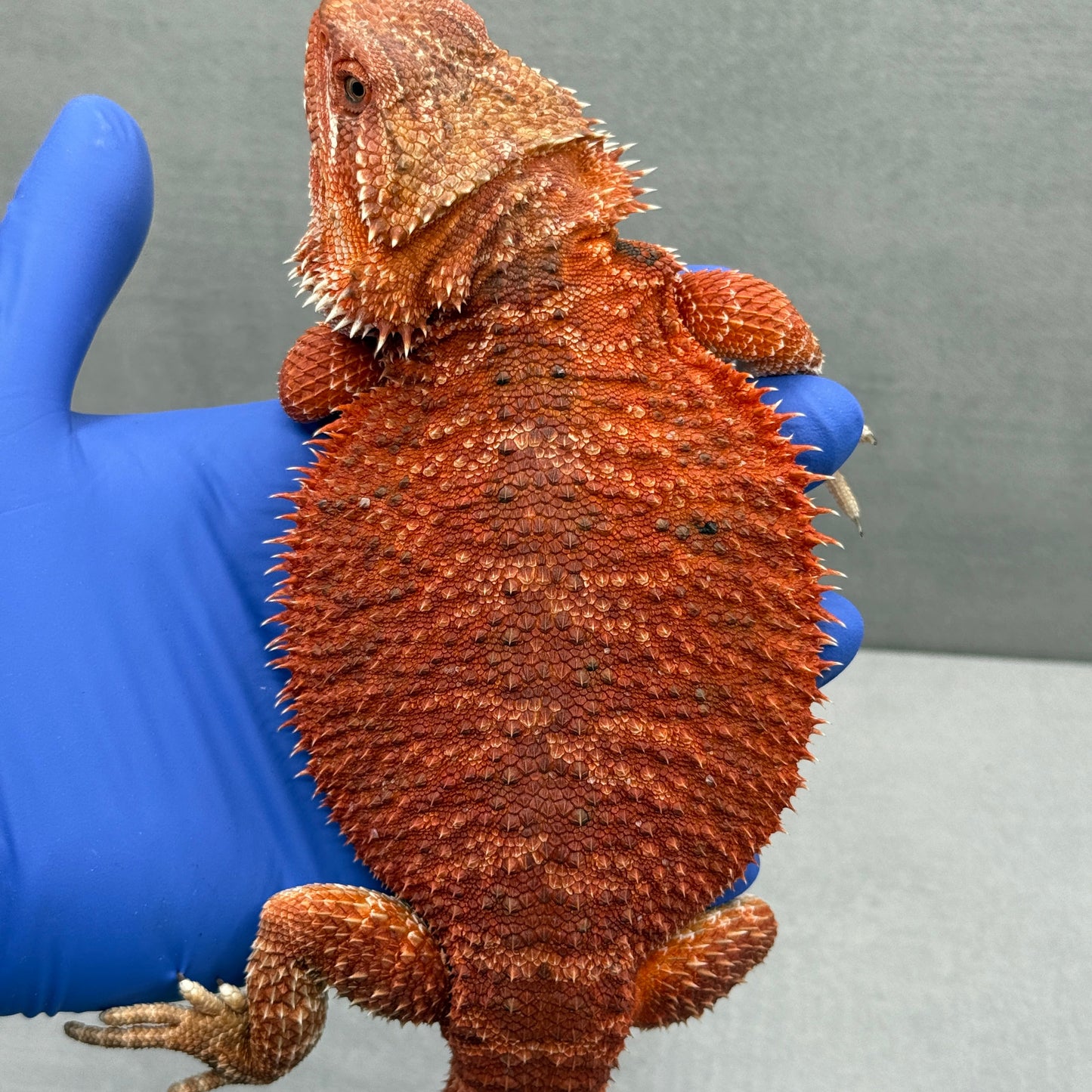 Red Het Hypo trans 1/2 Red Monster Female