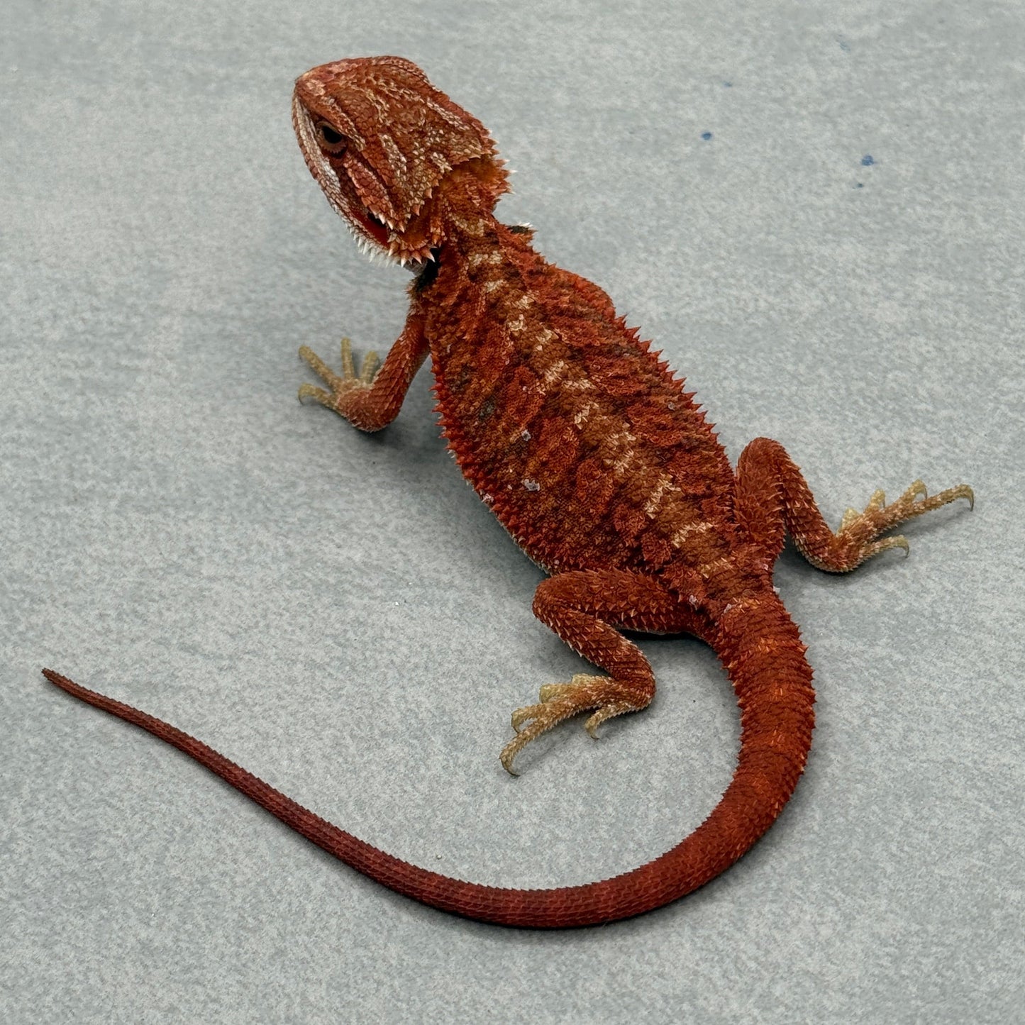 Red Bearded Dragon 675