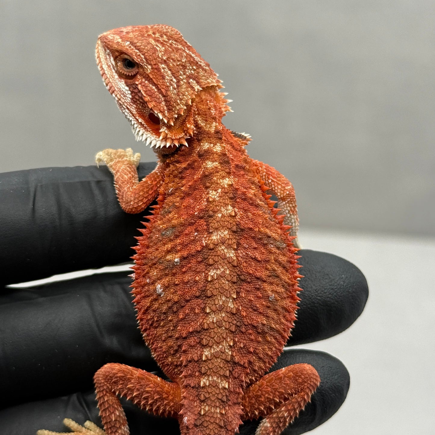 Red Bearded Dragon 675