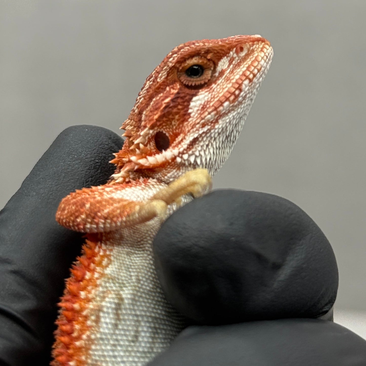 Red Bearded Dragon 675