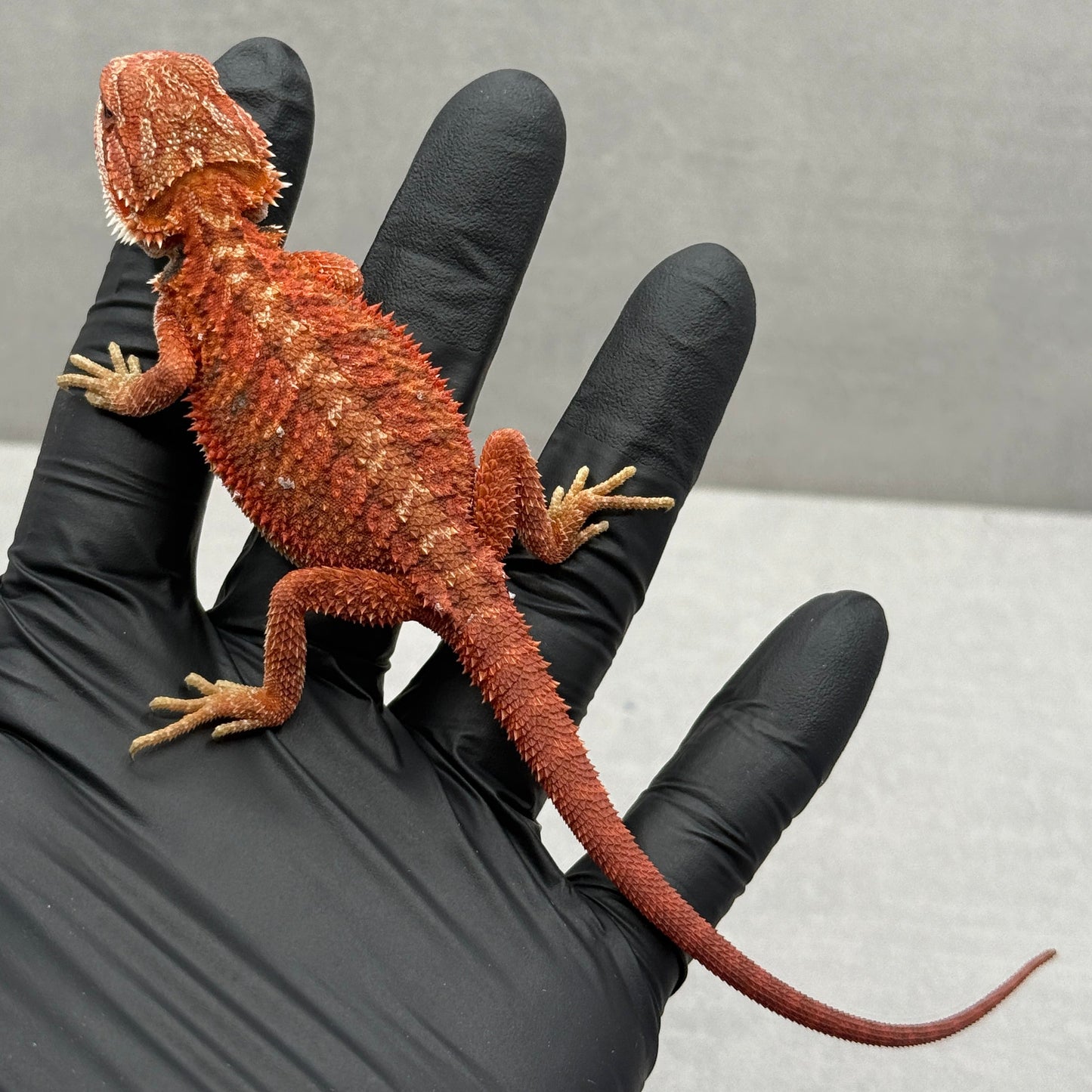 Red Bearded Dragon 675
