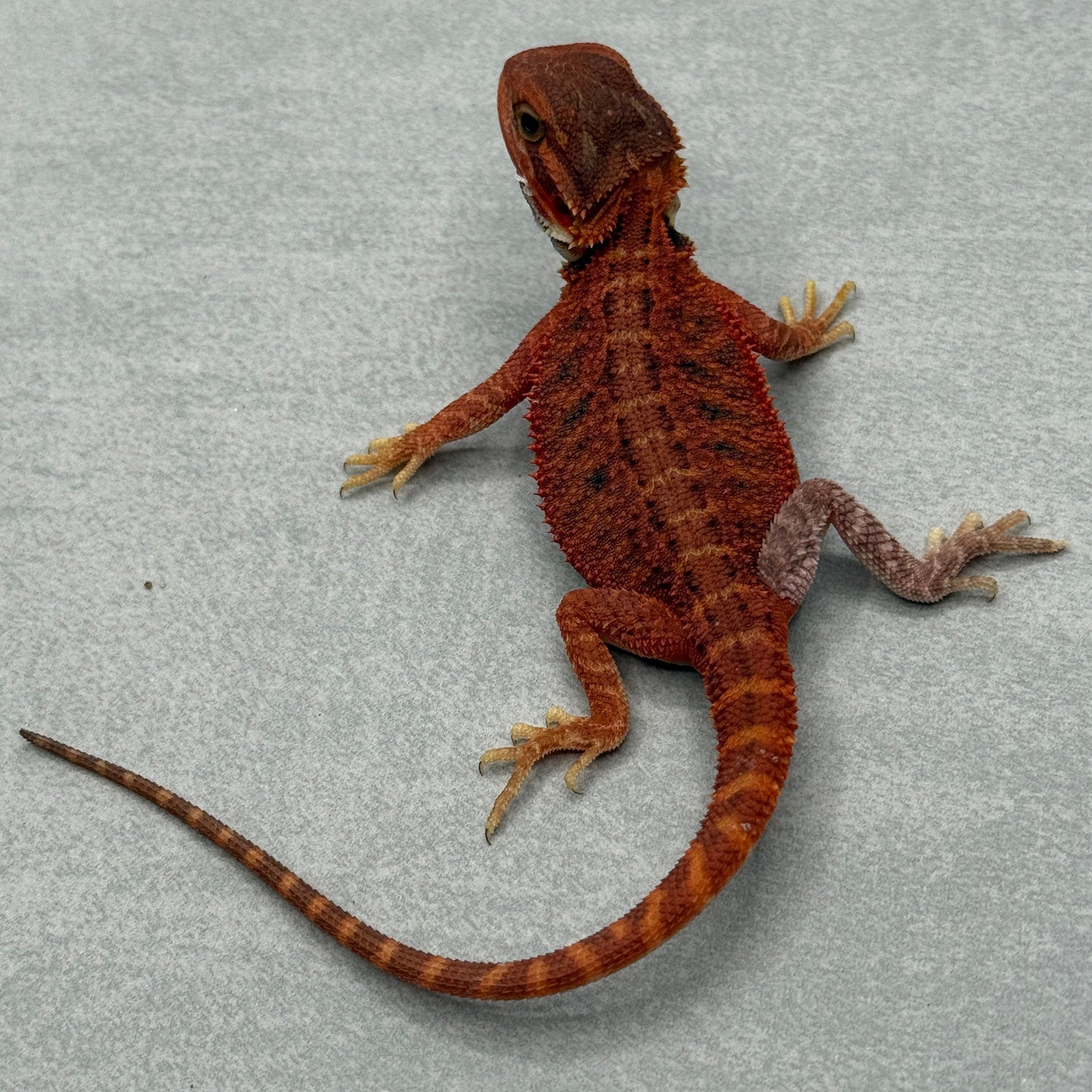 Red Trans Bearded Dragon 676