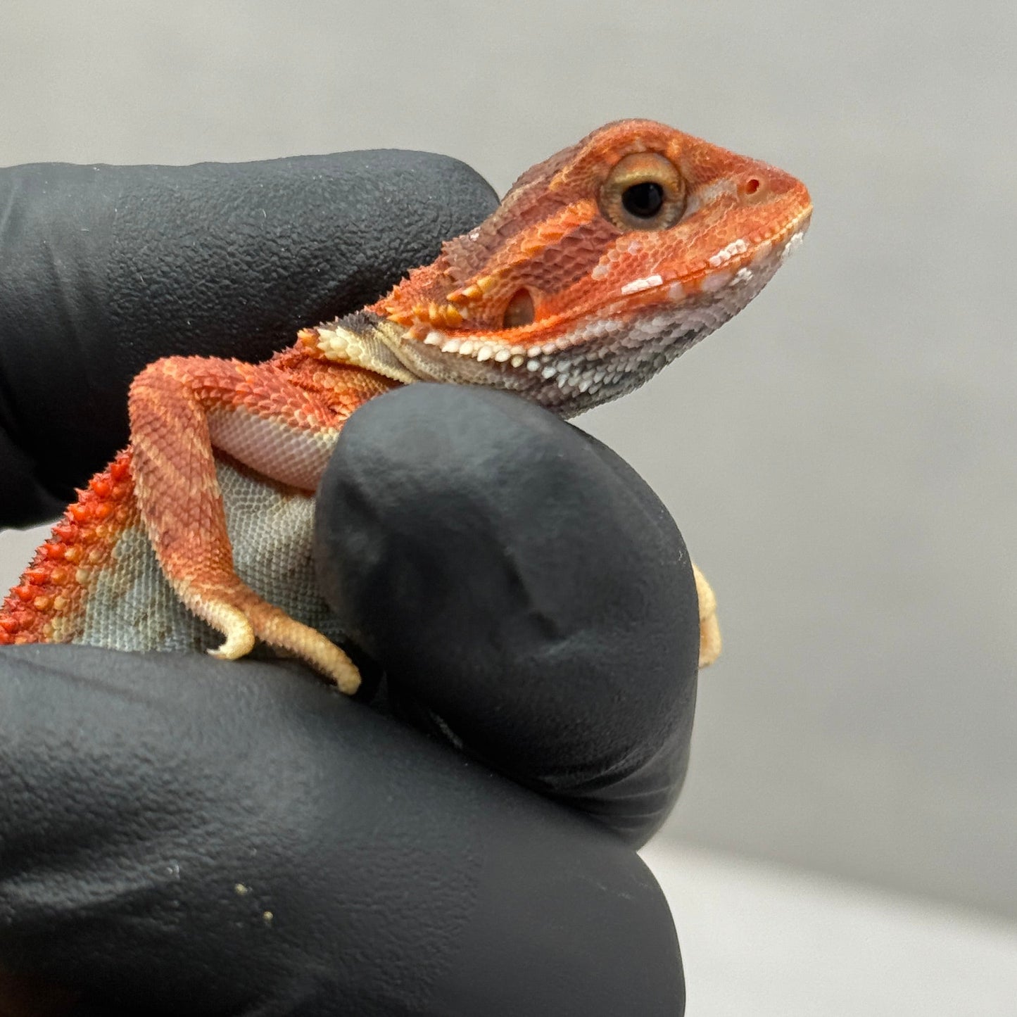 Red Trans Bearded Dragon 676