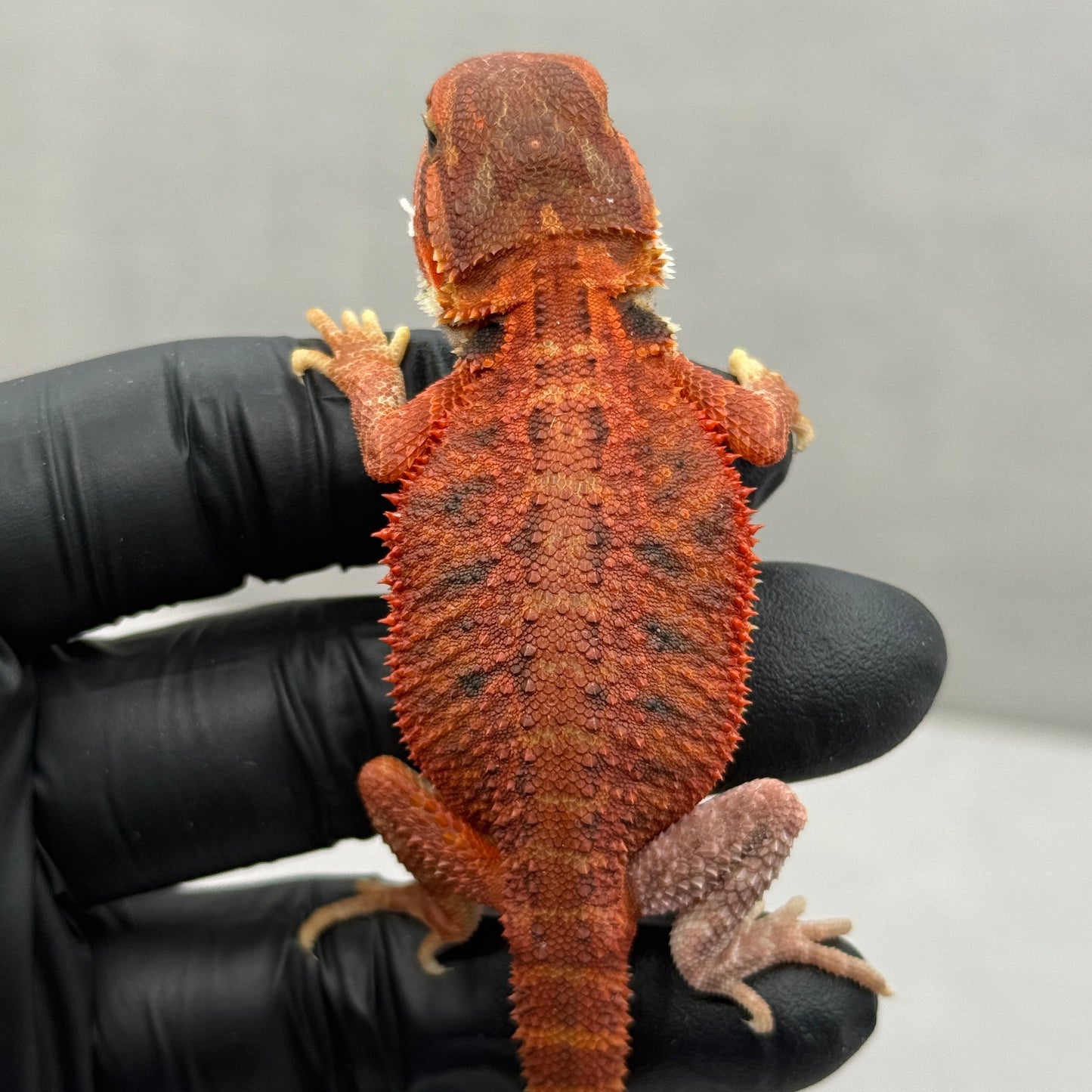 Red Trans Bearded Dragon 676