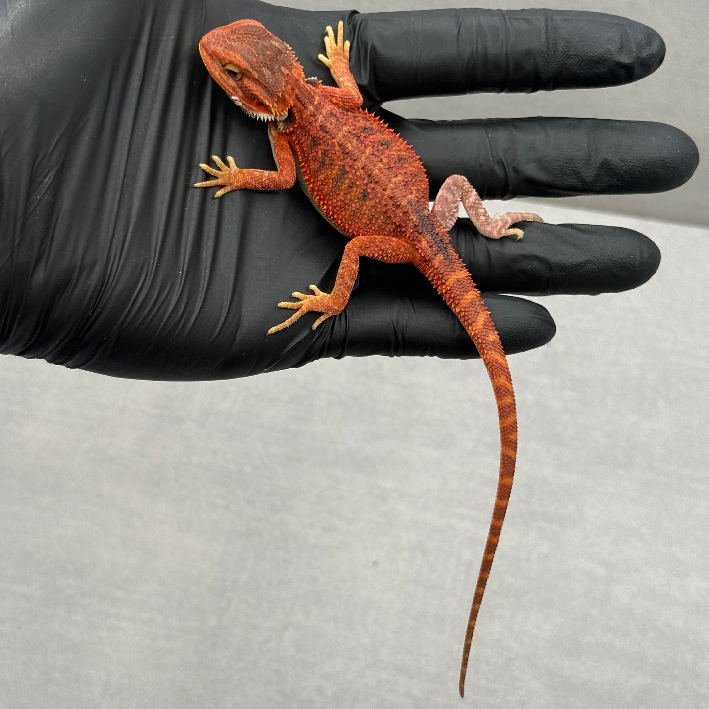 Red Trans Bearded Dragon 676
