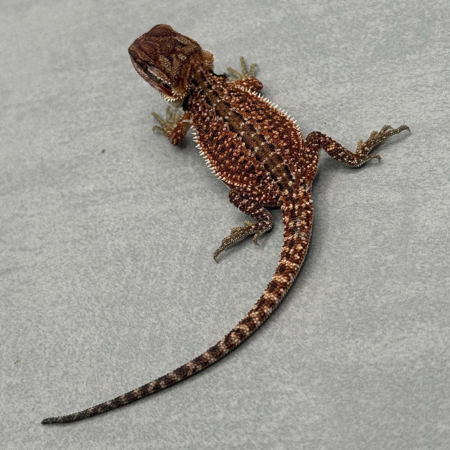 Dunner Red Monster Het Trans Bearded Dragon 903