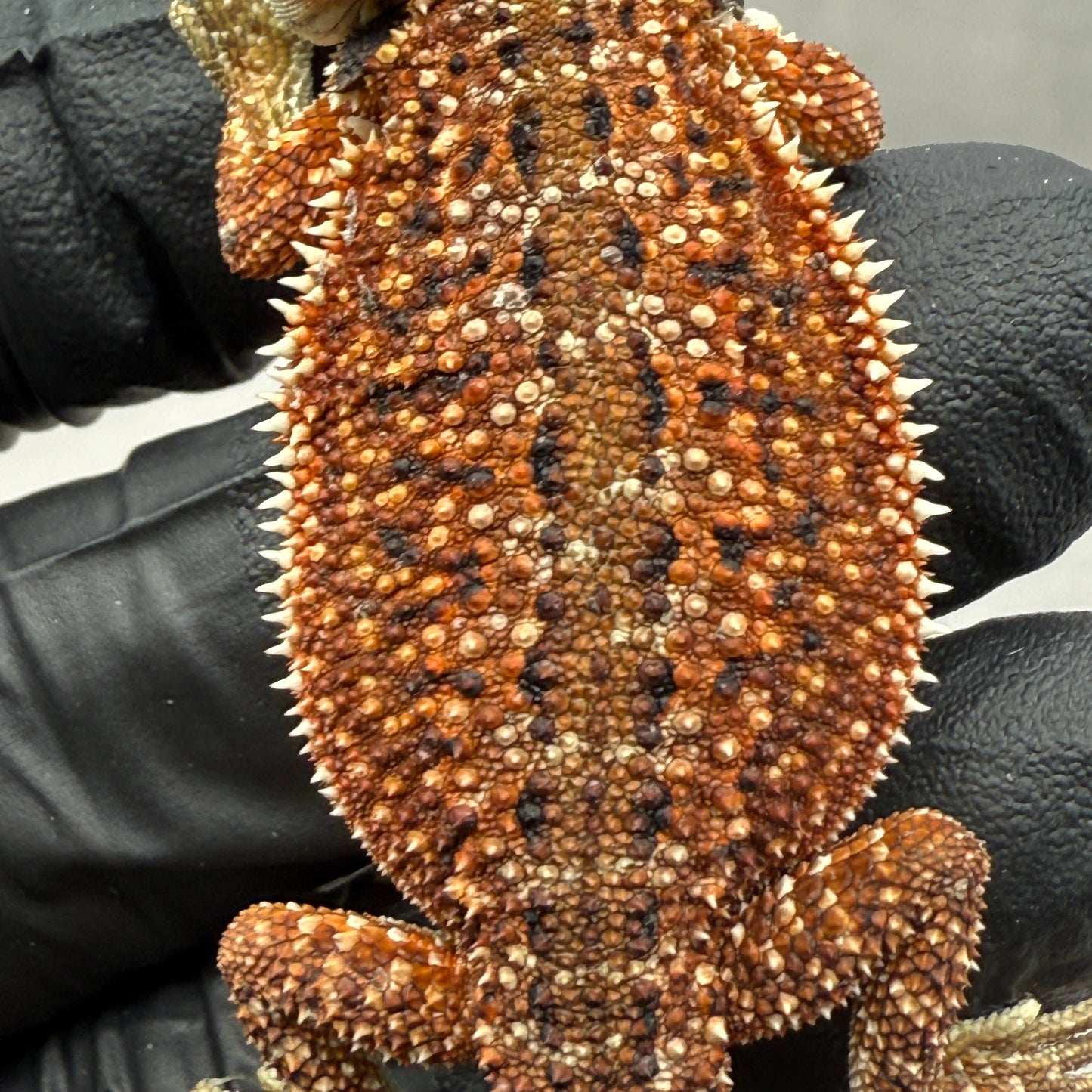Dunner Red Monster Het Trans Bearded Dragon 903