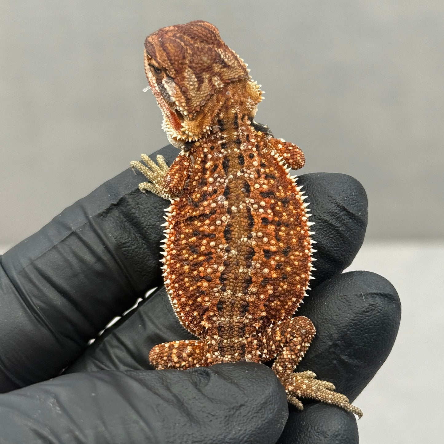 Dunner Red Monster Het Trans Bearded Dragon 903