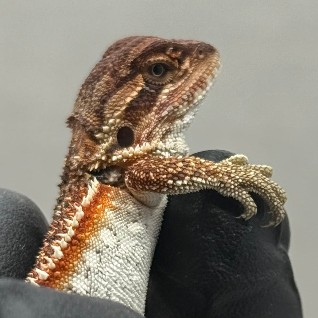 Dunner Red Monster Het Trans Bearded Dragon 903