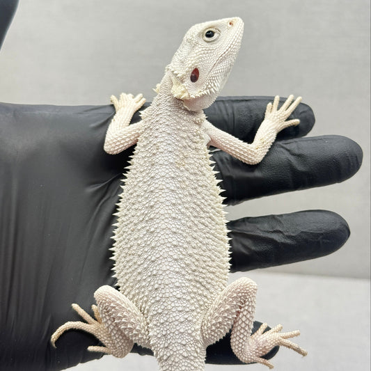 Hypo Zero Bearded Dragon 720