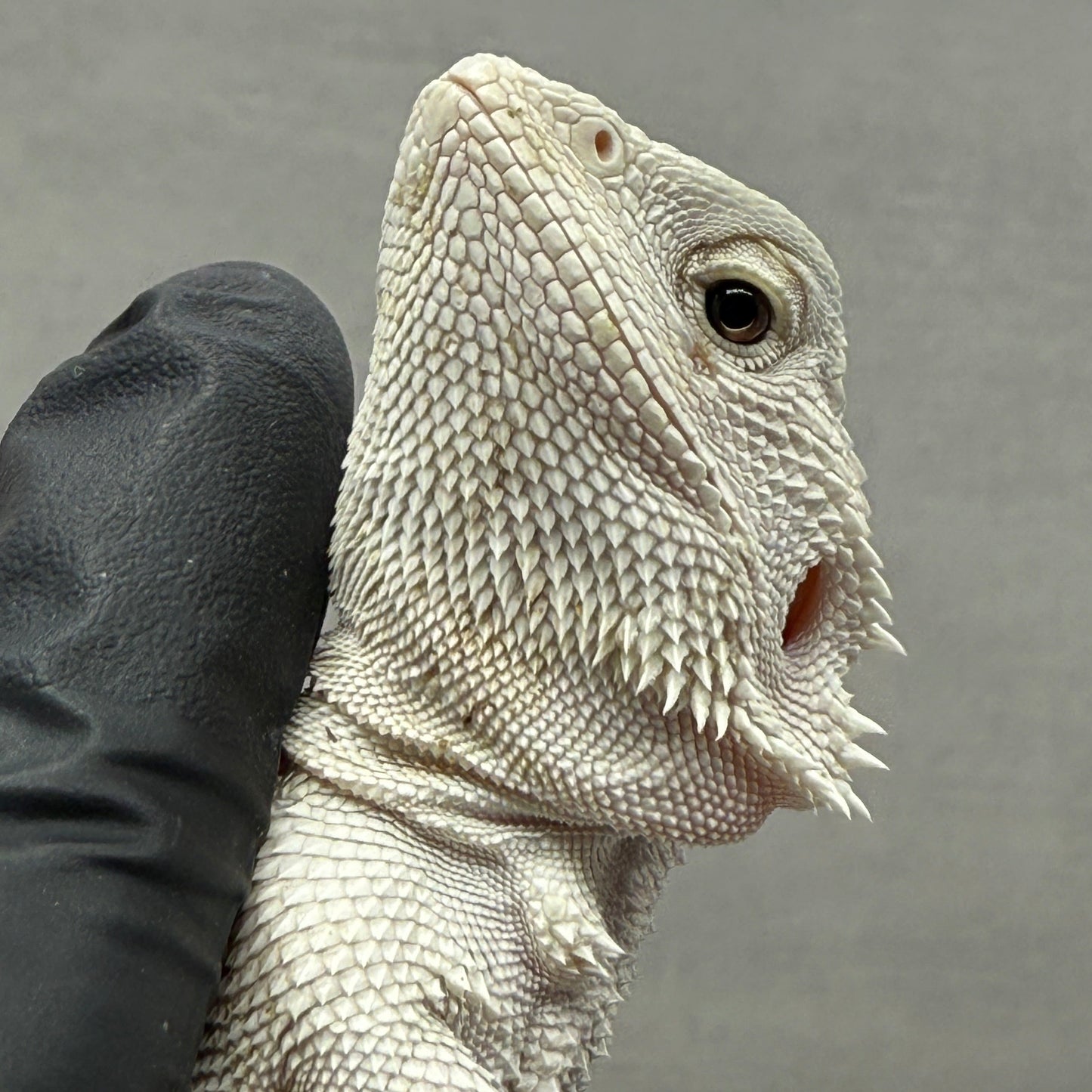 Hypo Zero Bearded Dragon 720