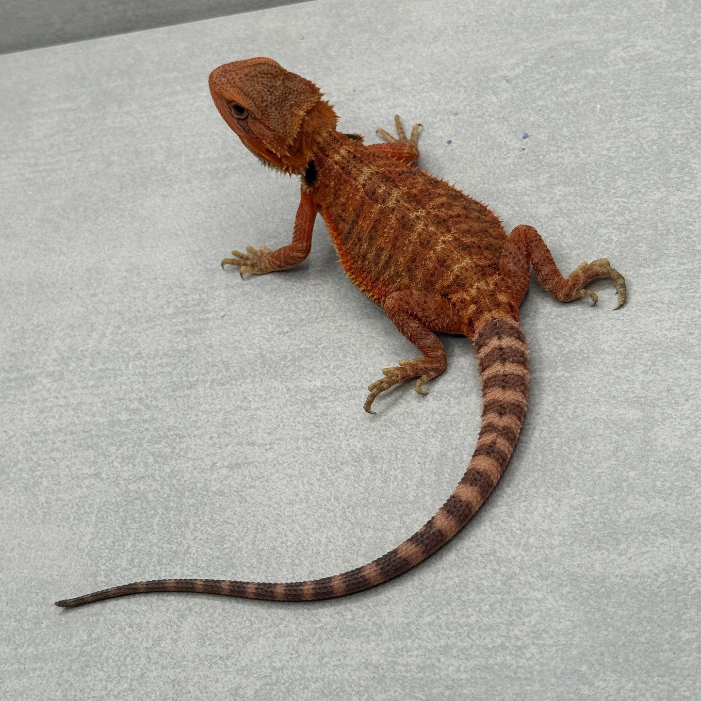 Orange Trans Bearded Dragon 677