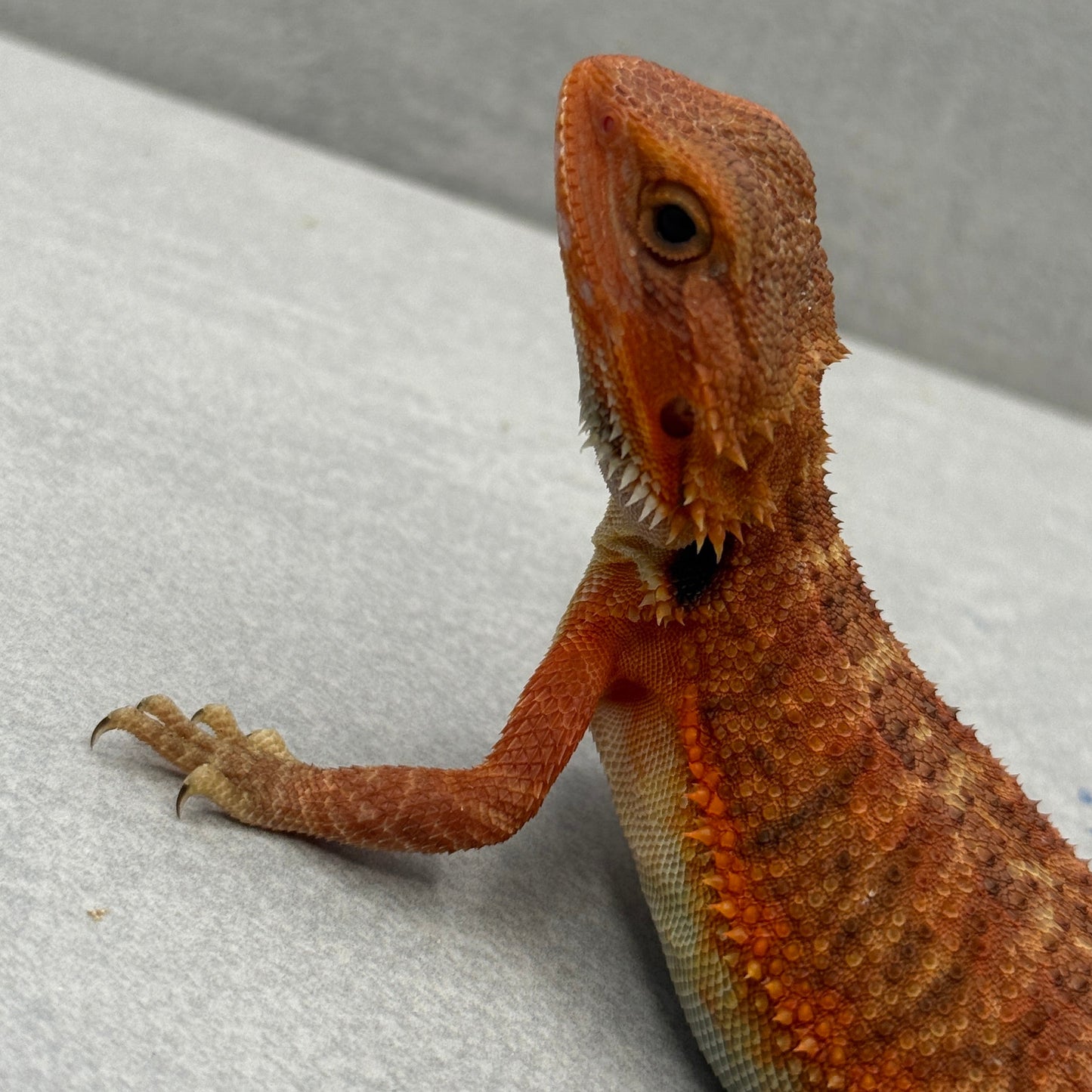 Orange Trans Bearded Dragon 677