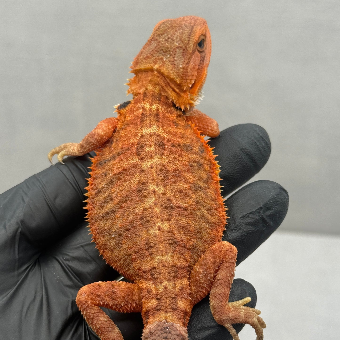 Orange Trans Bearded Dragon 677