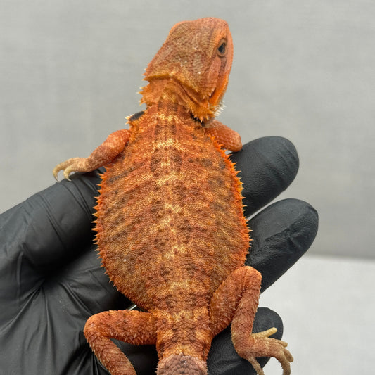 Orange Trans Bearded Dragon 677