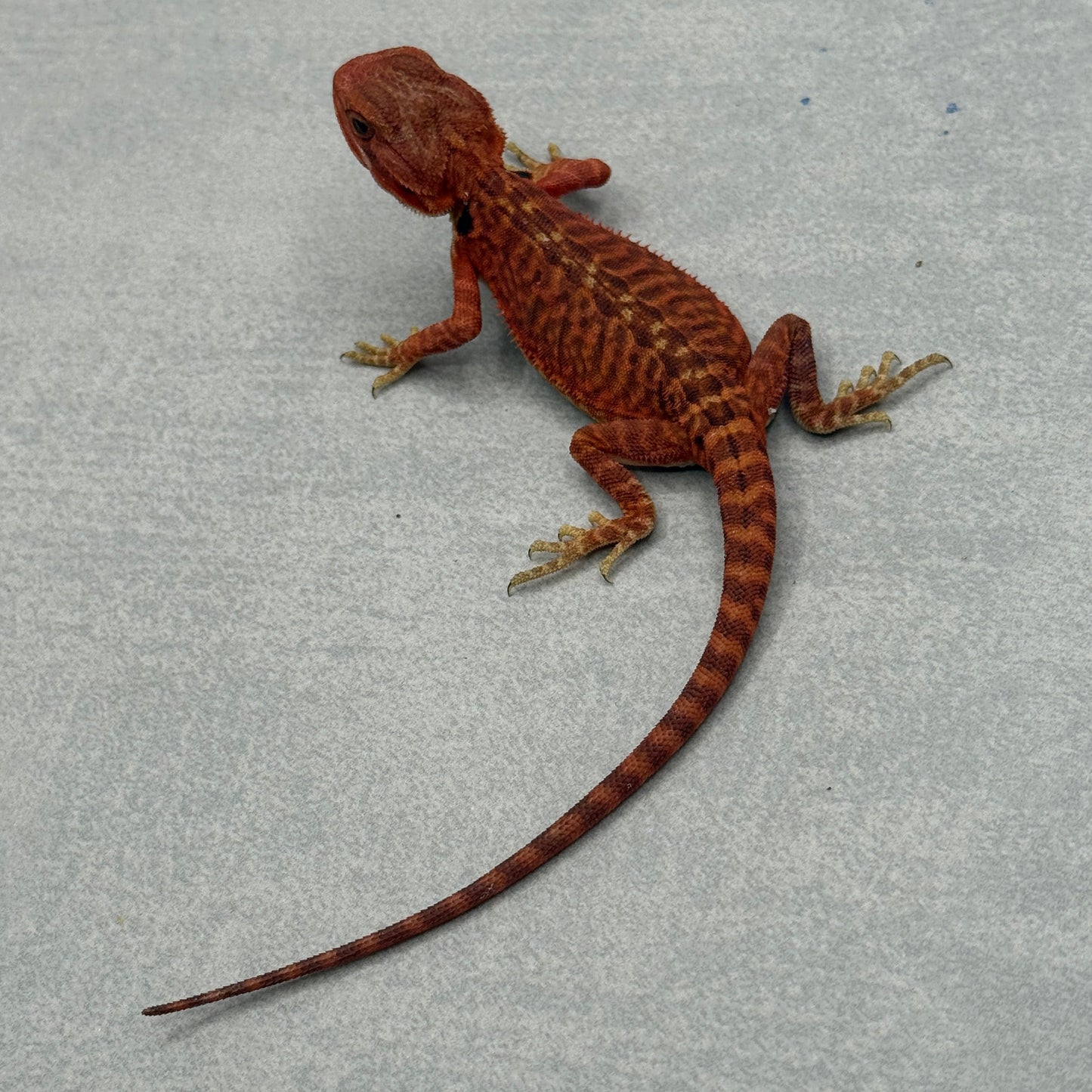 Red Trans Leatherback Bearded Dragon 678
