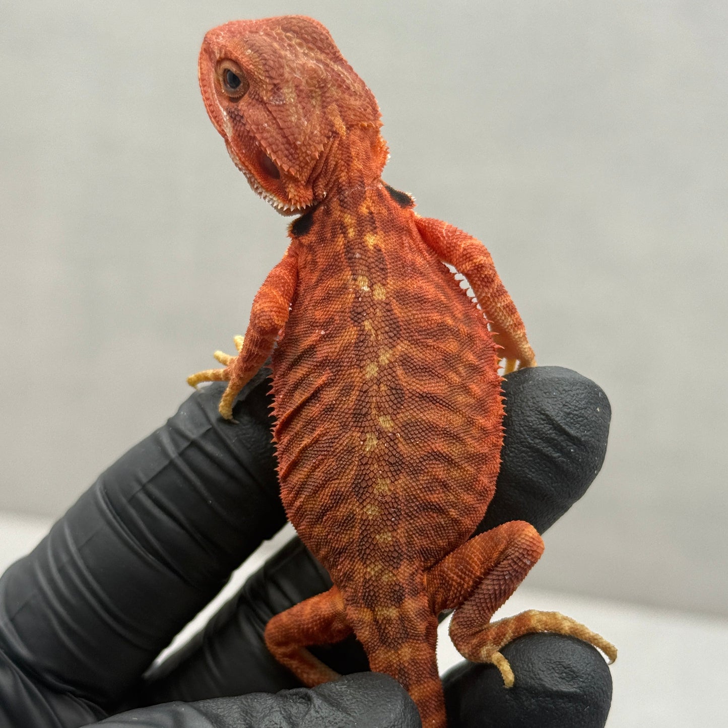 Red Trans Leatherback Bearded Dragon 678