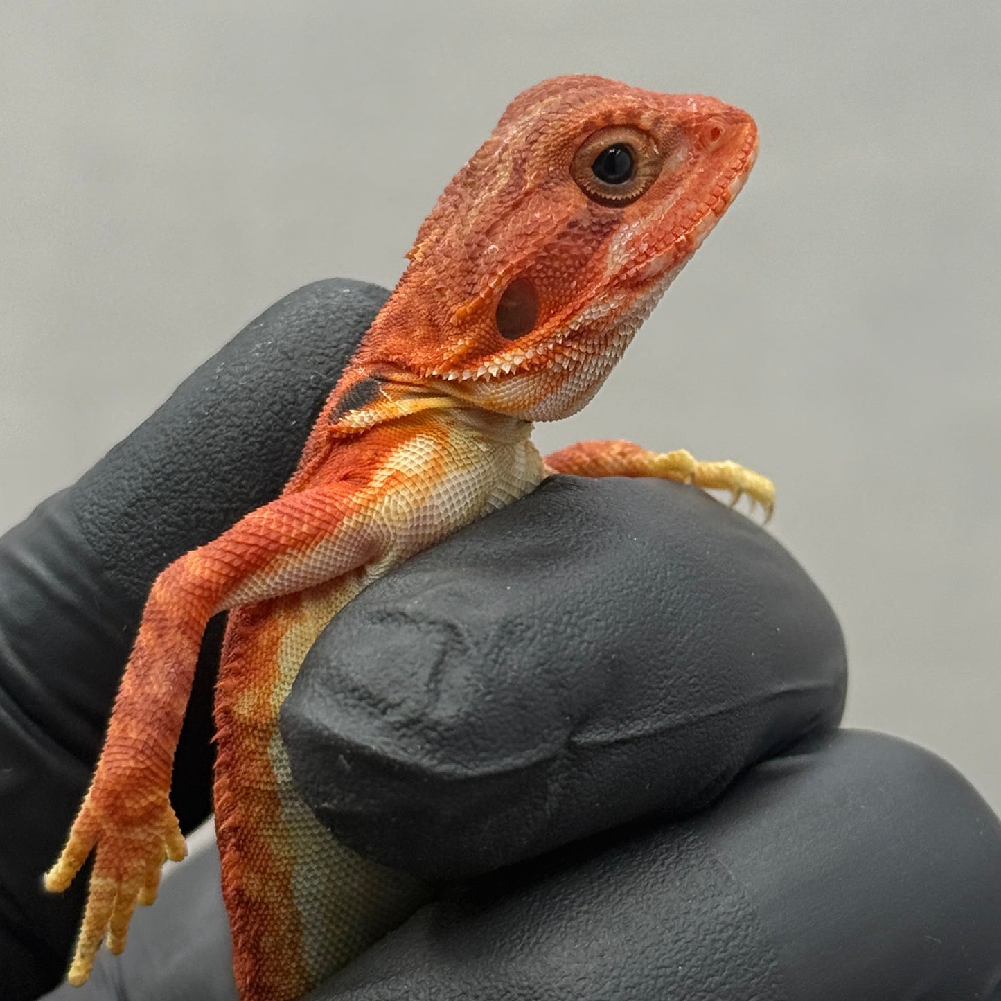 Red Trans Leatherback Bearded Dragon 678