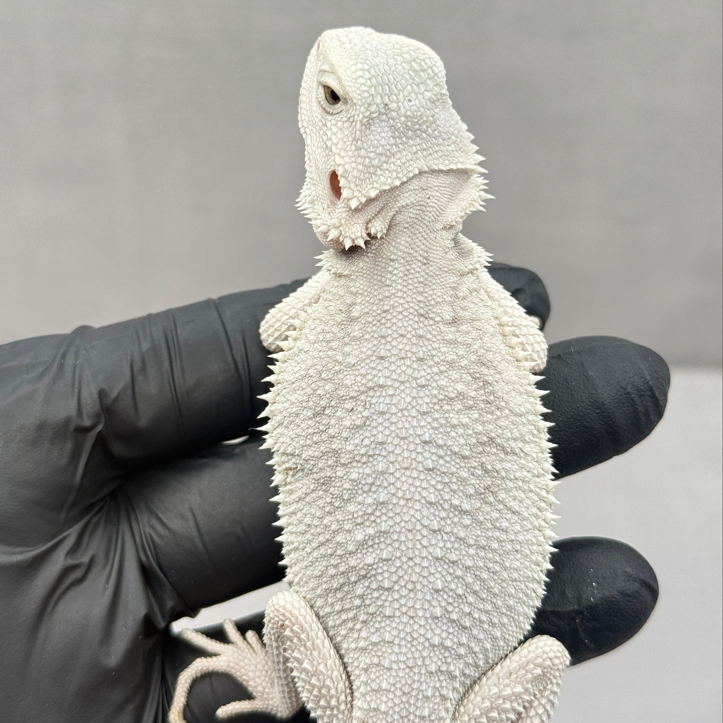 Hypo Zero Bearded Dragon 763