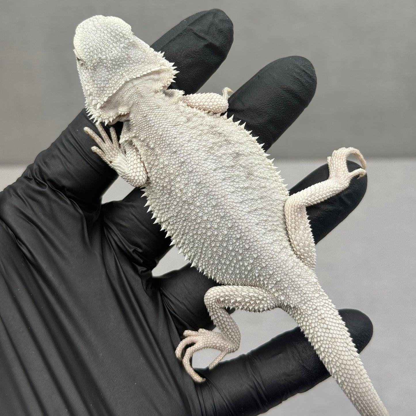 Hypo Zero Bearded Dragon 763