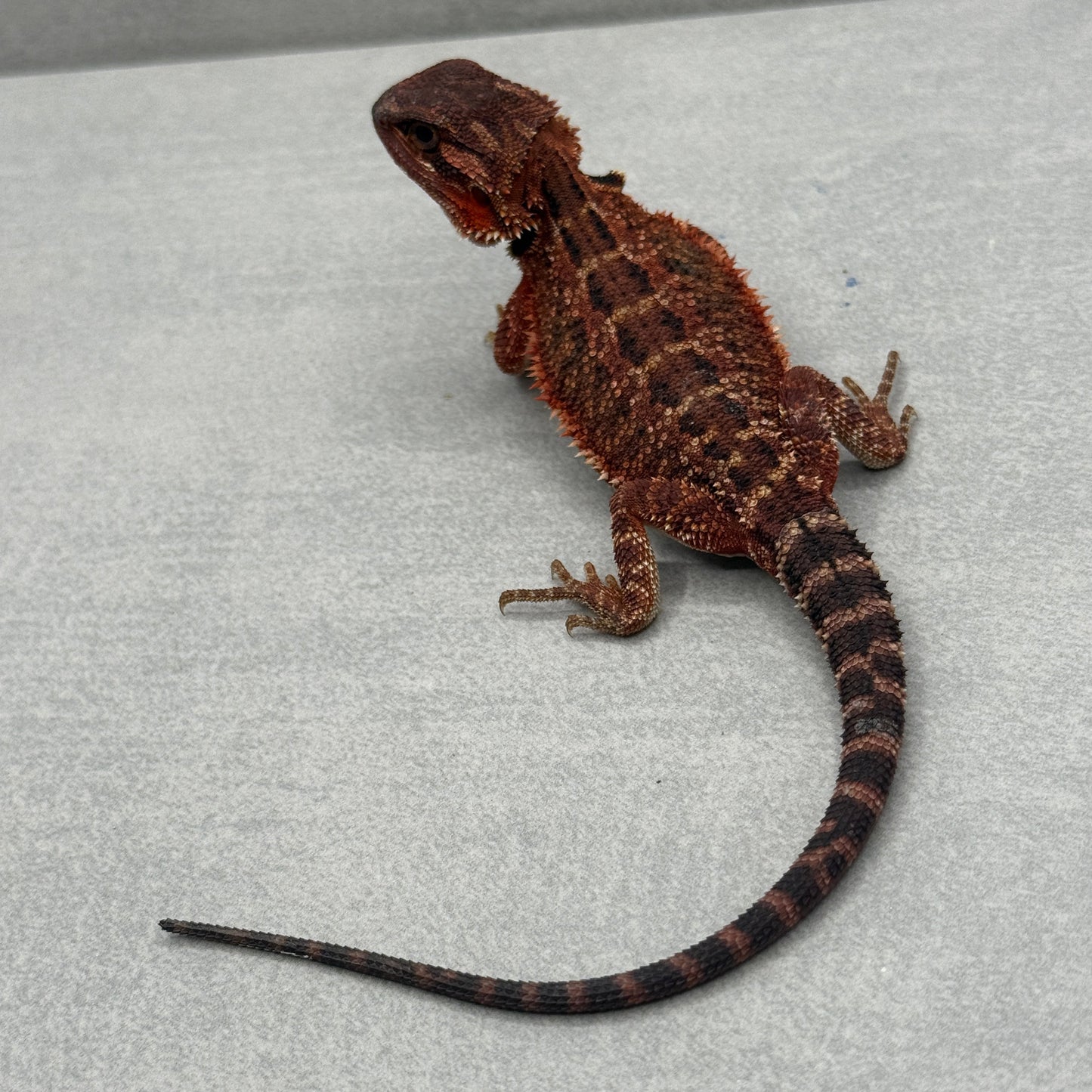 Red Trans Bearded Dragon 679