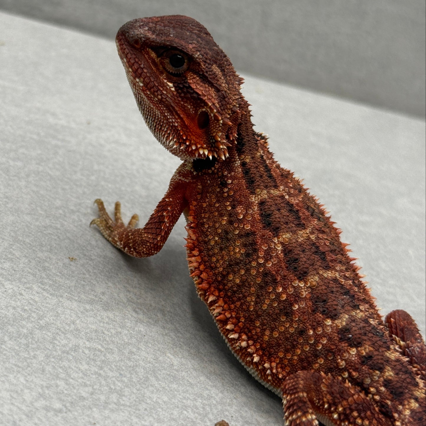 Red Trans Bearded Dragon 679