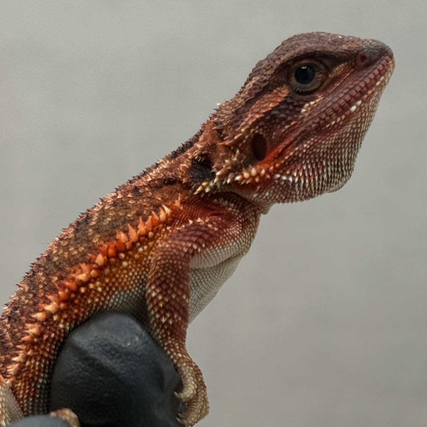 Red Trans Bearded Dragon 679