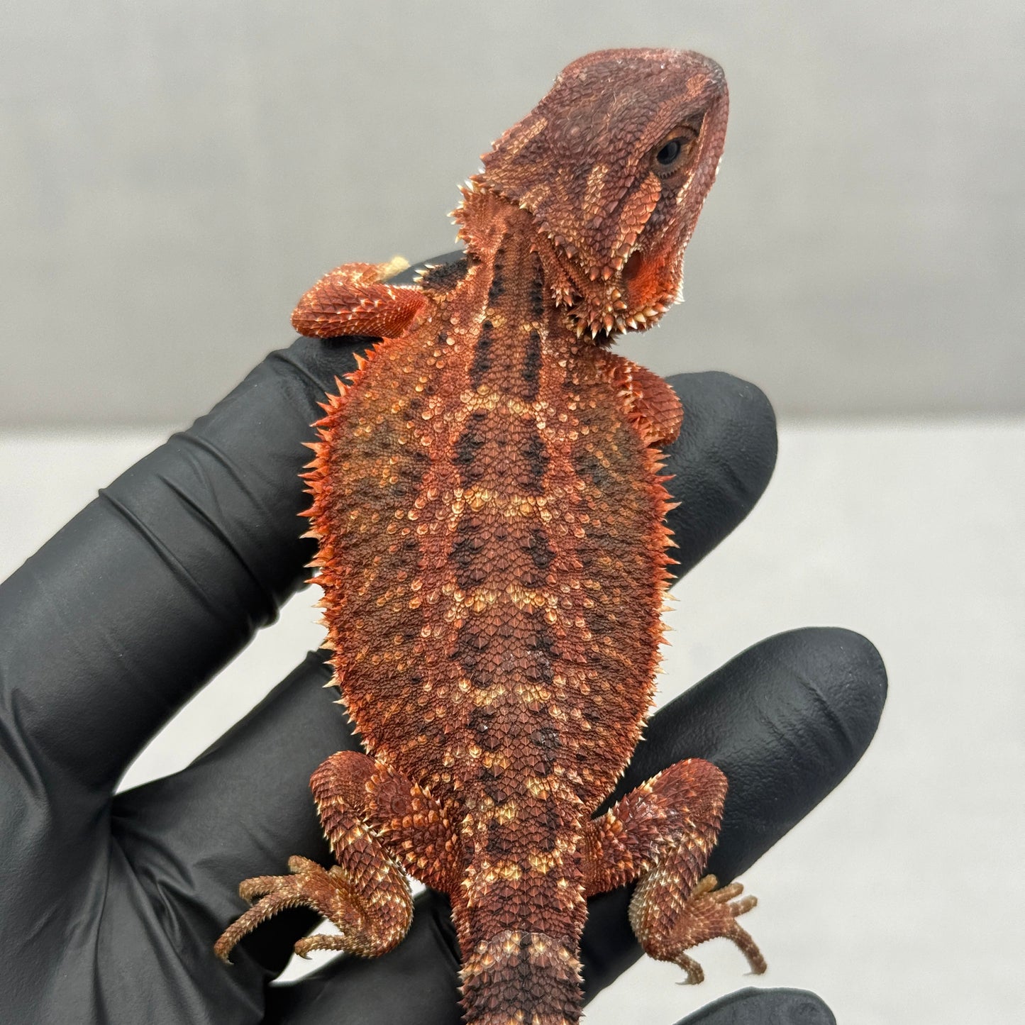 Red Trans Bearded Dragon 679