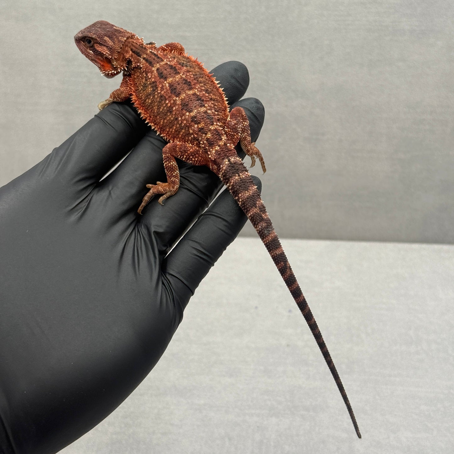 Red Trans Bearded Dragon 679