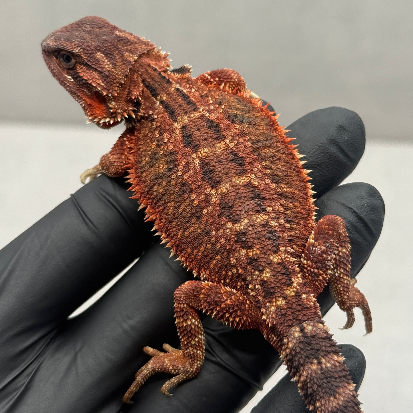 Red Trans Bearded Dragon 679