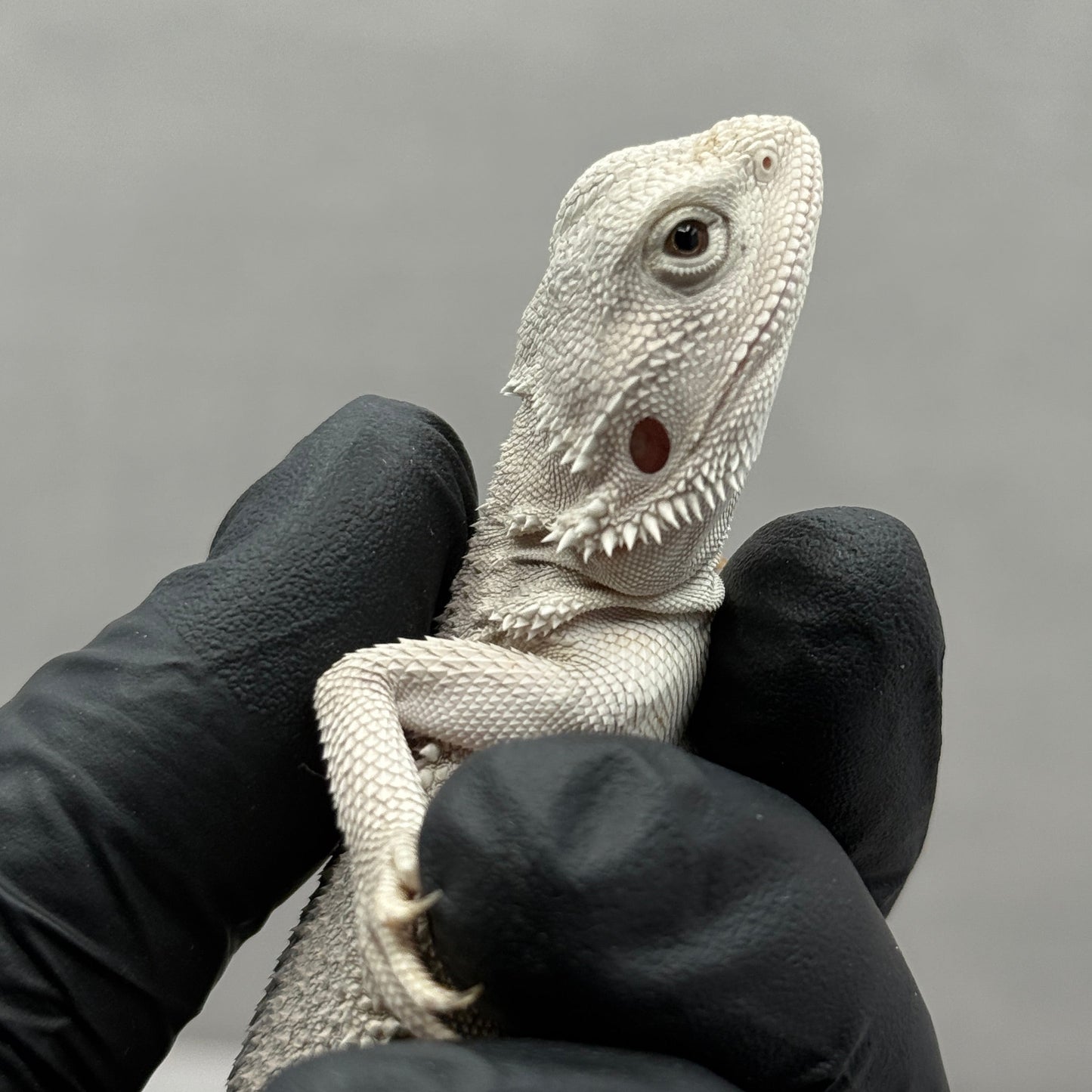 Hypo Zero Bearded Dragon 765