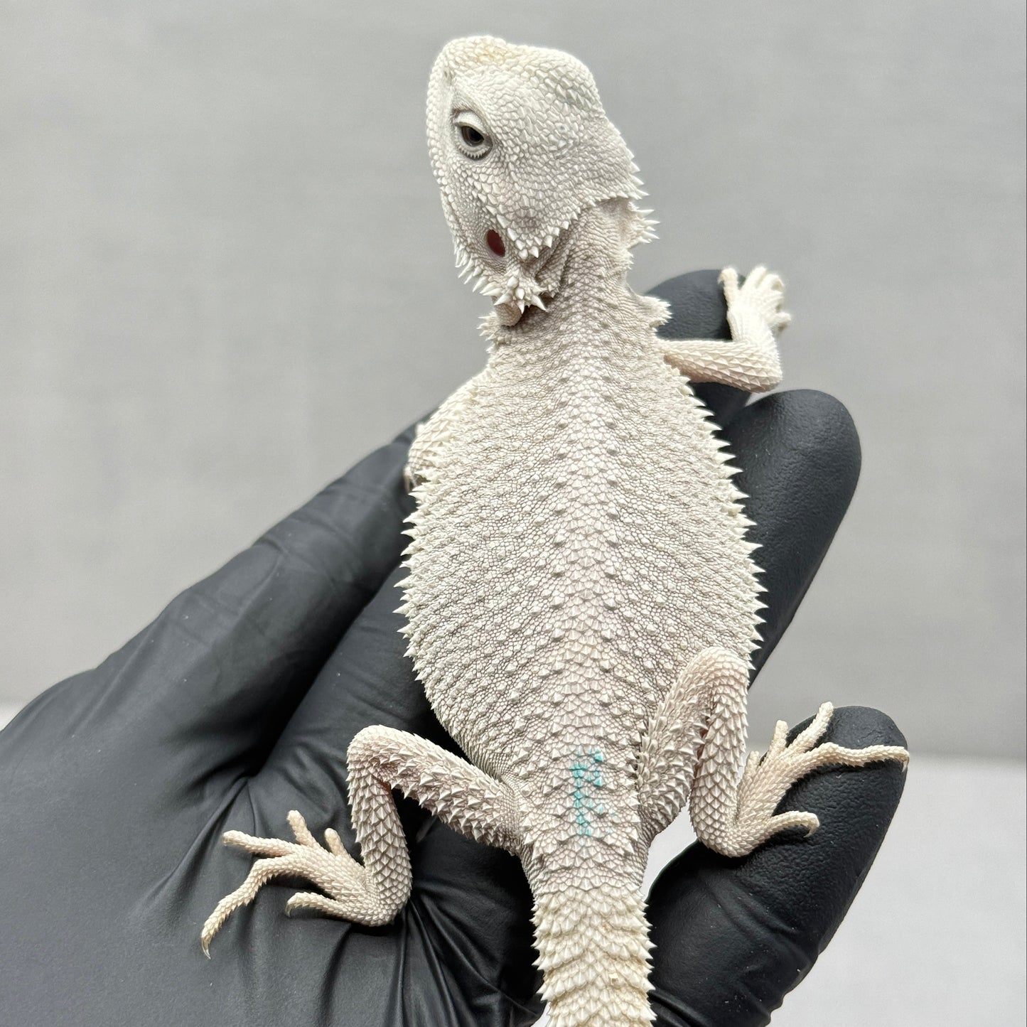 Hypo Zero Bearded Dragon 765