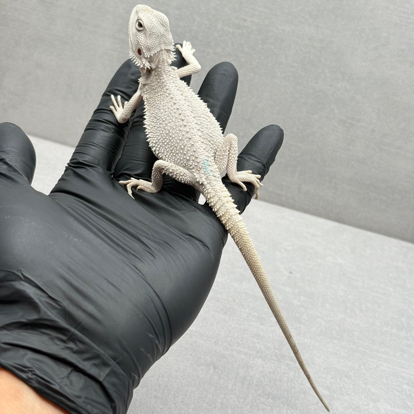 Hypo Zero Bearded Dragon 765