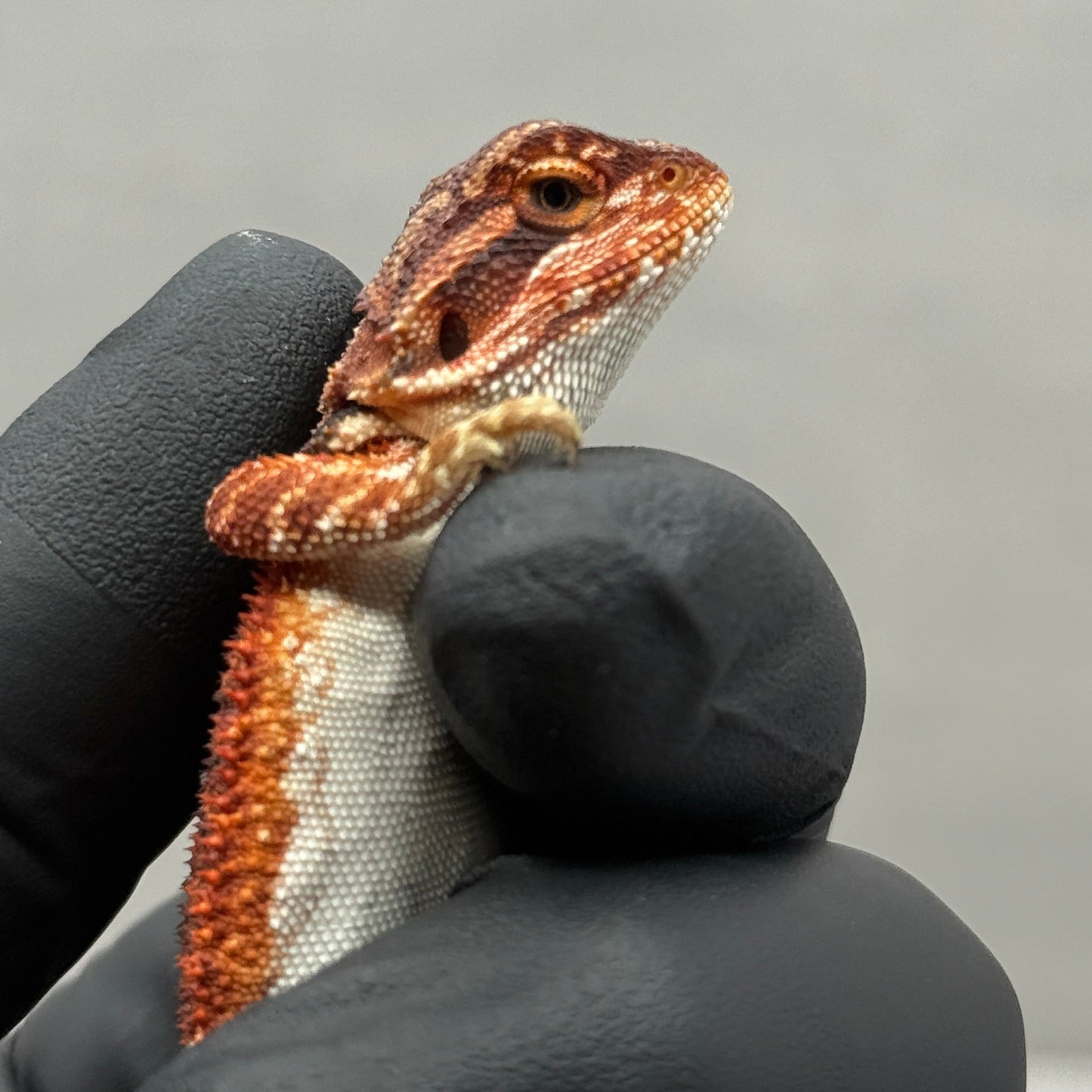 75% Red Monster Het Hypo Het Trans Bearded Dragons 902