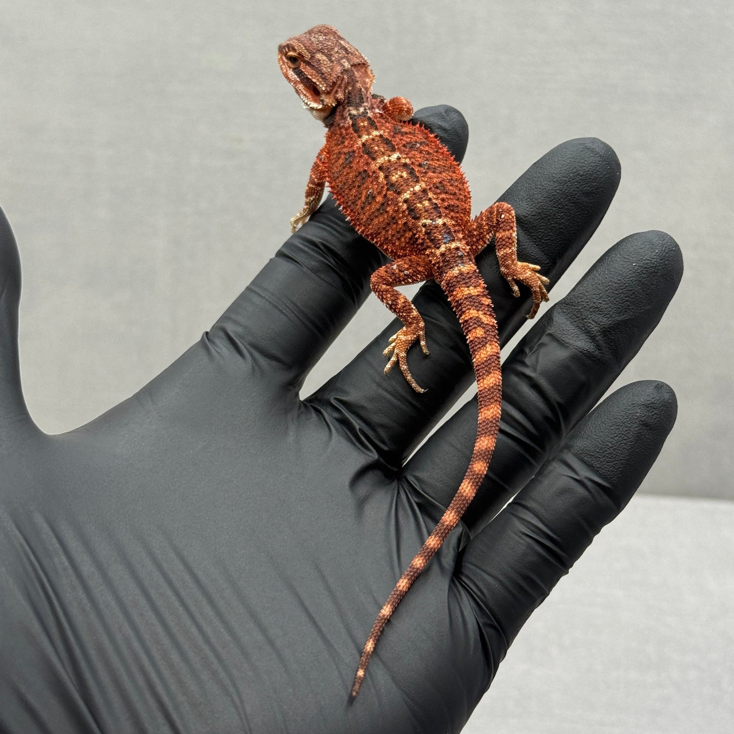 75% Red Monster Het Hypo Het Trans Bearded Dragons 902