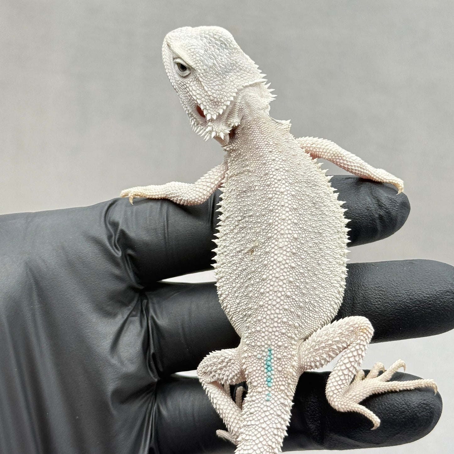 Hypo Zero Bearded Dragon 764