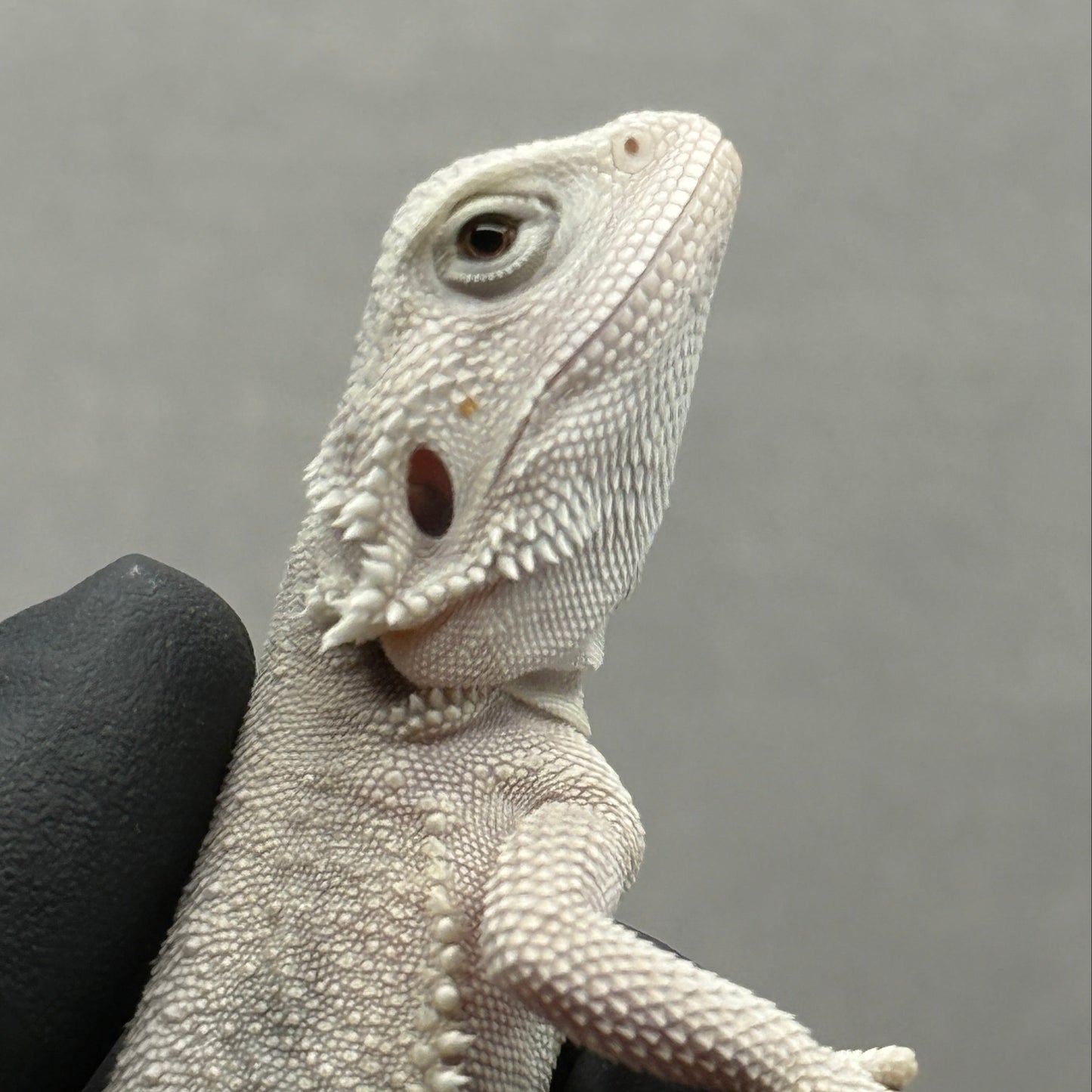 Hypo Zero Bearded Dragon 764