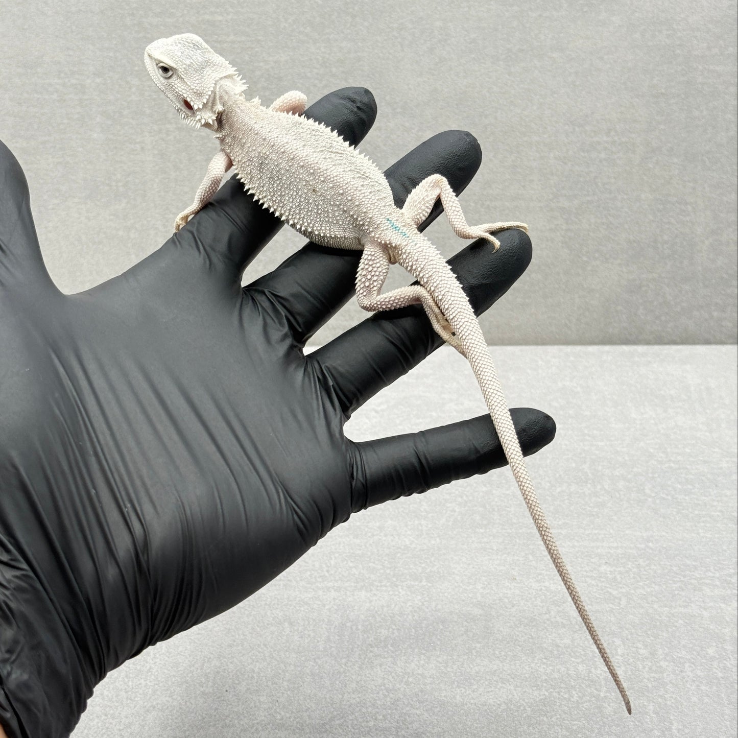 Hypo Zero Bearded Dragon 764