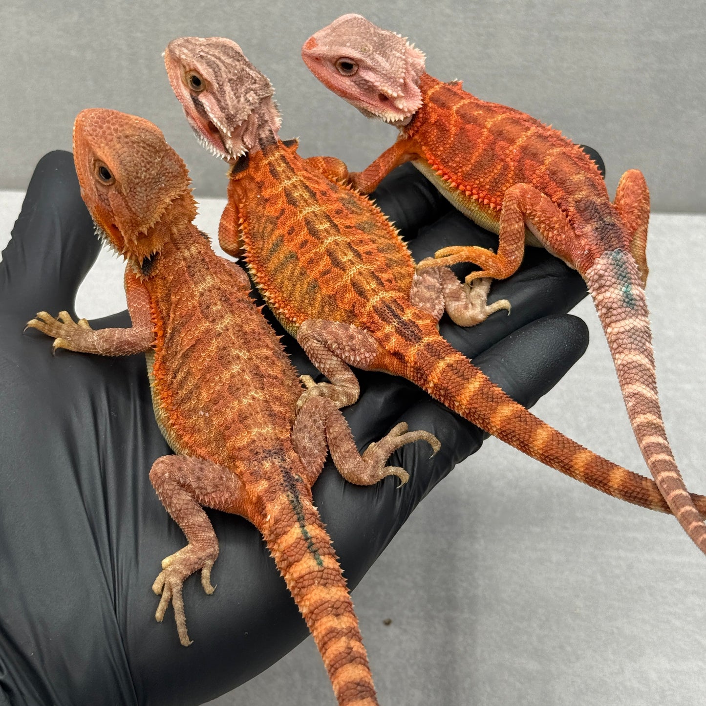 Lot of 3 Red Trans Bearded Dragon